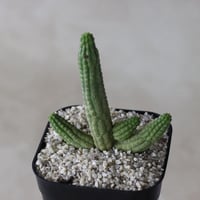 【tres】Euphorbia cereiformis (3号)  no.816/45
