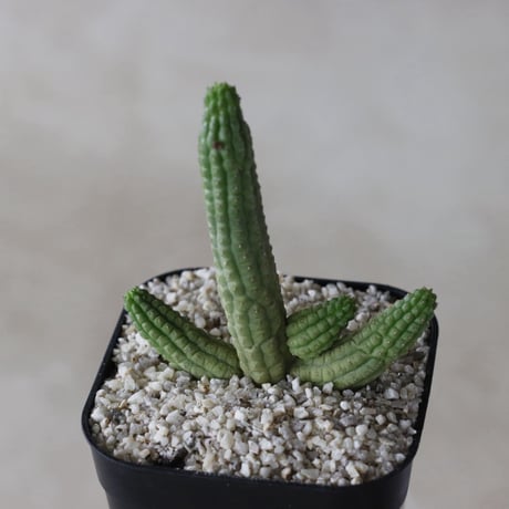 【tres】Euphorbia cereiformis (3号)  no.816/45