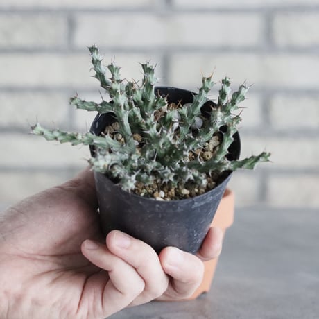 Euphorbia actinoclada (3号) ＋YAMABACHI  no.830/33