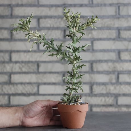 Euphorbia stenoclada × YAMABACHI (3号)  no.906/15