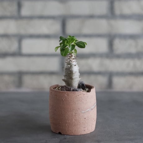 Pachypodium windsorii × N/OH (2.5号)  no.906/55