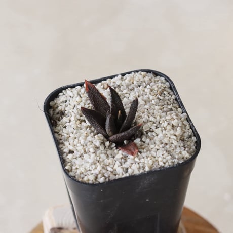 【tres】Haworthiopsis scabra 'johanii' (3号)  no.816/13