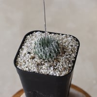 【tres】Haworthia  'odetteaé' (3号)  no.816/18