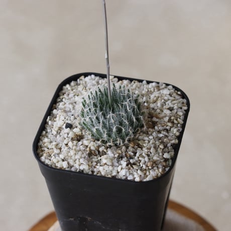 【tres】Haworthia  'odetteaé' (3号)  no.816/18