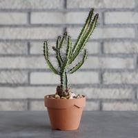 Euphorbia griseola × YAMABACHI (3号)  no.913/67