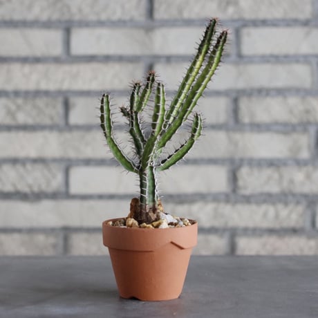 Euphorbia griseola × YAMABACHI (3号)  no.913/67