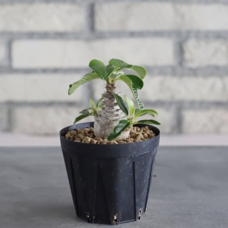 Pachypodium windsorii (3号鉢)  no.705/110