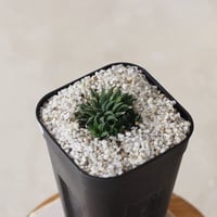 【tres】Haworthia parksiana (3号)  no.816/8