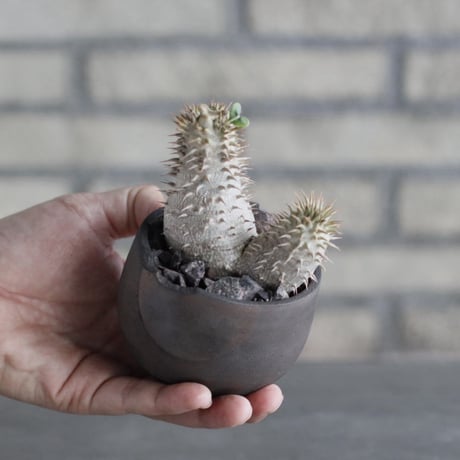 Pachypodium Makayense × N/OH (3号)  no.1004/104