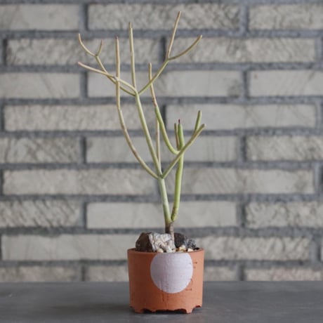Euphorbia 'Stick Fire' × YAMABACHI (3号)  no.906/25
