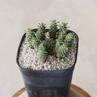 【tres】Euphorbia clavarioides (3号)  no.816/19