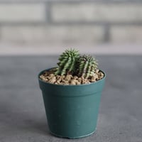 Euphorbia susannae (2.5号)  no.719/170