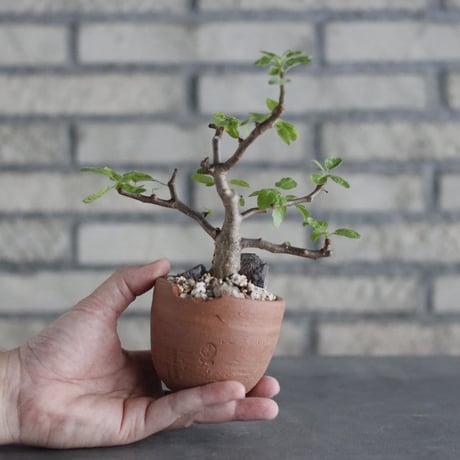 Bursera hindsiana × N/OH(2.5号)  no.906/11
