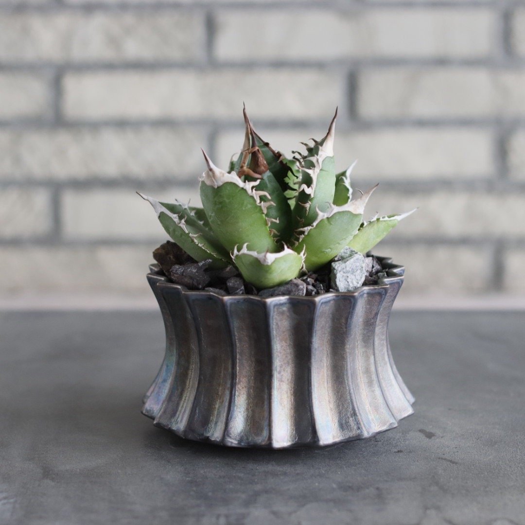 Agave titanota × soso (4号) no.712/21 | 芽の巣山