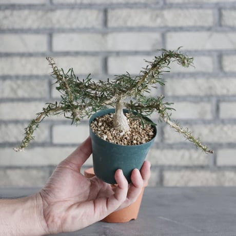 Euphorbia neobosseri (3号) ＋YAMABACHI  no.830/14