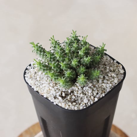 【tres】Euphorbia clavarioides (3号)  no.816/20
