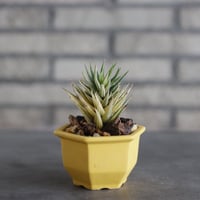 Haworthia 鼓笛錦 × nos pot (3.5号)  no.927/75