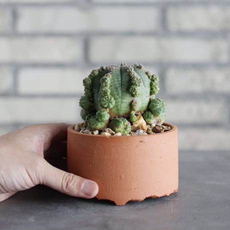 N/OH-TERRACOTTA MIX × Euphorbia symmetrica (3.5号)  no.730/4