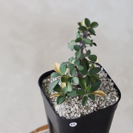 【tres】Euphorbia imperatae (3号)  no.816/50