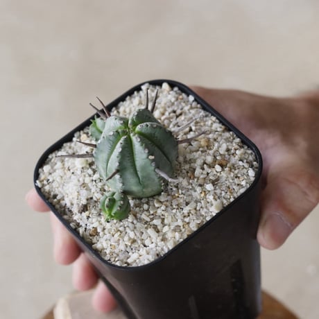 【tres】Euphorbia pillansii (3号)  no.816/24