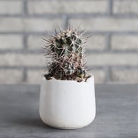 Copiapoa carrizalensis × N/OH (3号)  no.1004/96