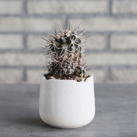 Copiapoa carrizalensis × N/OH (3号)  no.1004/96