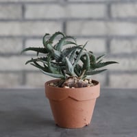 Aloe castilloniae × YAMABACHI(3号)  no.906/51