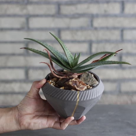 Aloe lavranosii × N/OH (4号)  no.920/15