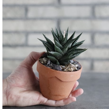 Haworthia limifolia × YAMABACHI (3号)  no.906/48