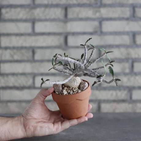 Euphorbia ambovombensis × YAMABACHI (3号)  no.906/28