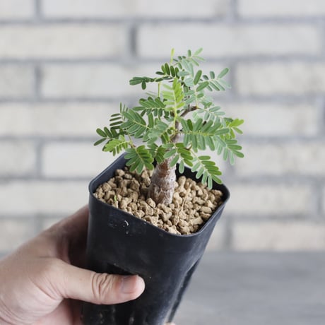 Senna meridionalis (3号鉢)  no.705/139