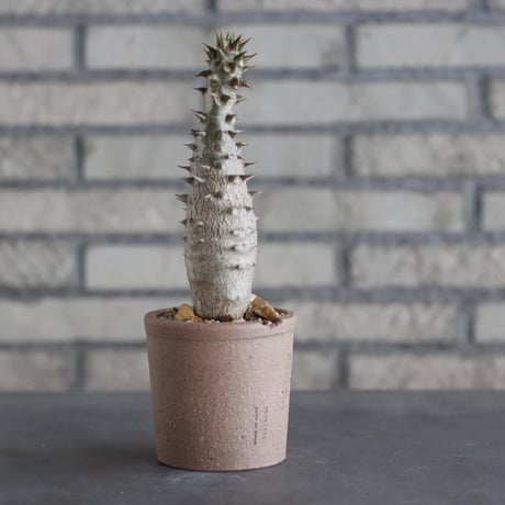 Pachypodium baronii × N/OH(3号)  no.906/7