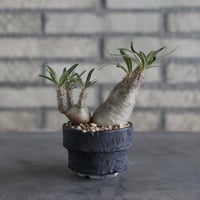【The One】Pachypodium gracilius × 中川智治 / ASHFIELD LABORATORY (3号)  no.823/12