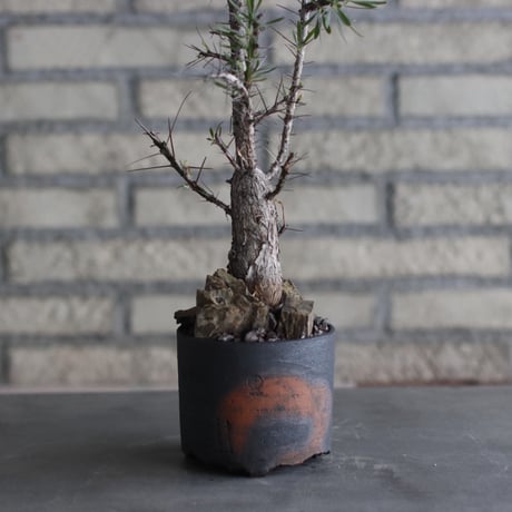 Fouquieria purpusii × N/OH (3.5号)  no.920/6