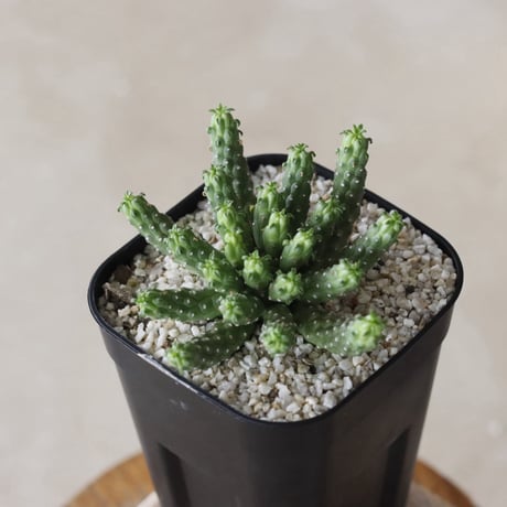 【tres】Euphorbia huttoniae (3号)  no.816/25