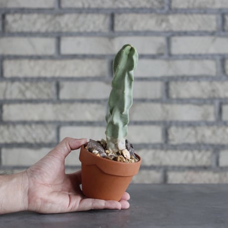 Myrtillocactus geometrizans (竜神木) × YAMABACHI (3号)  no.913/68