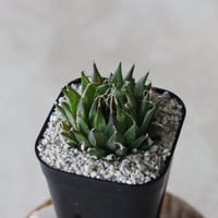 【tres】Haworthia arachnoidea var. nigricans venteri (3号)  no.816/5