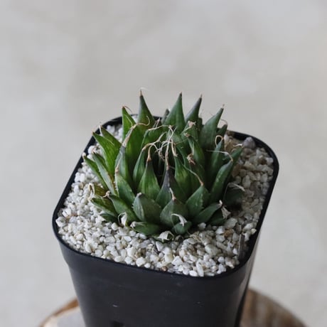 【tres】Haworthia arachnoidea var. nigricans venteri (3号)  no.816/5