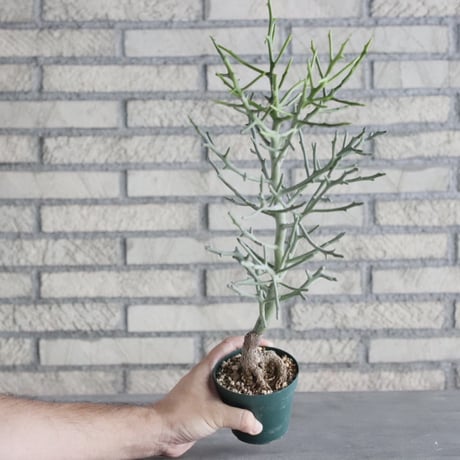 Euphorbia arahaka (3号) ＋YAMABACHI  no.830/1