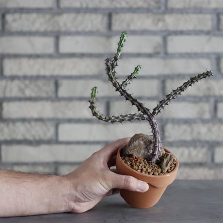 Euphorbia sp. Black stripe  × YAMABACHI (3号)  no.913/71