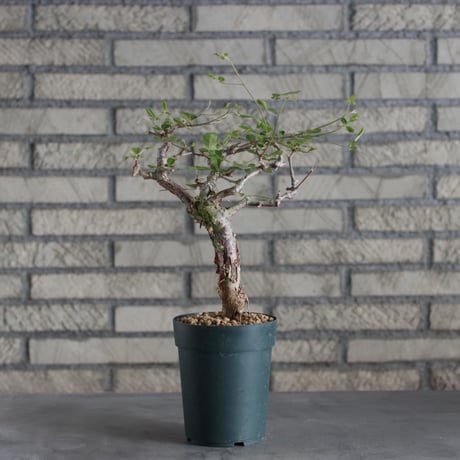 Commiphora orbicularis (4号)  no.719/136