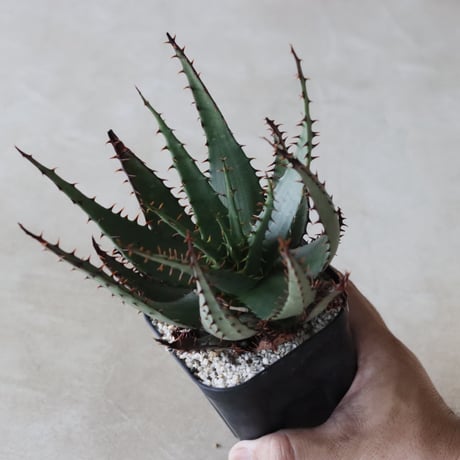 【tres】Aloe broomii var. broomii (3.5号)  no.816/2