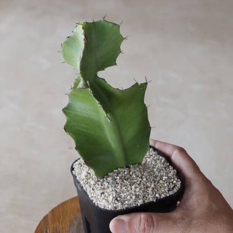 【tres】Euphorbia bougheyi (3.5号)  no.816/44