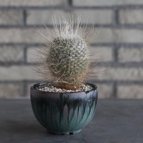 【TAKATAKA】Mammillaria geminispina (白寿丸) × 安西岳郎 / 中川智治 (4号)  no.823/14