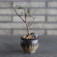 【芽の巣山】Bursera microphylla × 安西岳郎 / 中川智治 (2.5号)  no.823/24