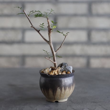 【芽の巣山】Bursera microphylla × 安西岳郎 / 中川智治 (2.5号)  no.823/24