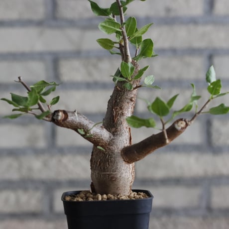 Bursera schlectendalii (3号鉢)  no.705/98