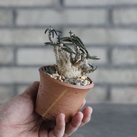Euphorbia cylindrifolia × N/OH (2.5号)  no.906/54