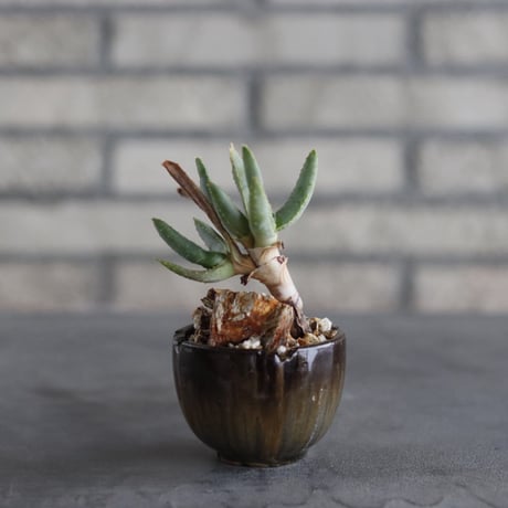 【芽の巣山】Aloe ramosissima × 安西岳郎 / 中川智治 (2.5号)  no.823/36