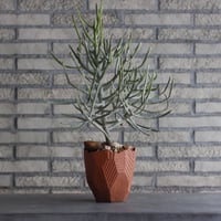 Euphorbia  enterophora ssp. enterophora × N/OH (4.5号) no.327/50